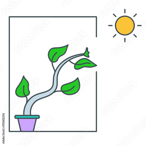 phototropism illustration