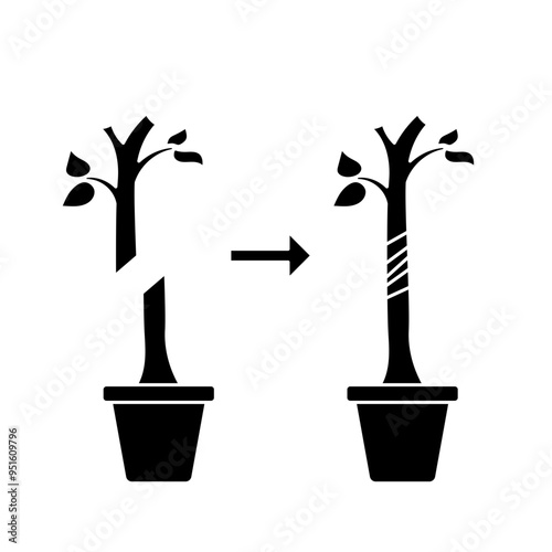 plant grafting