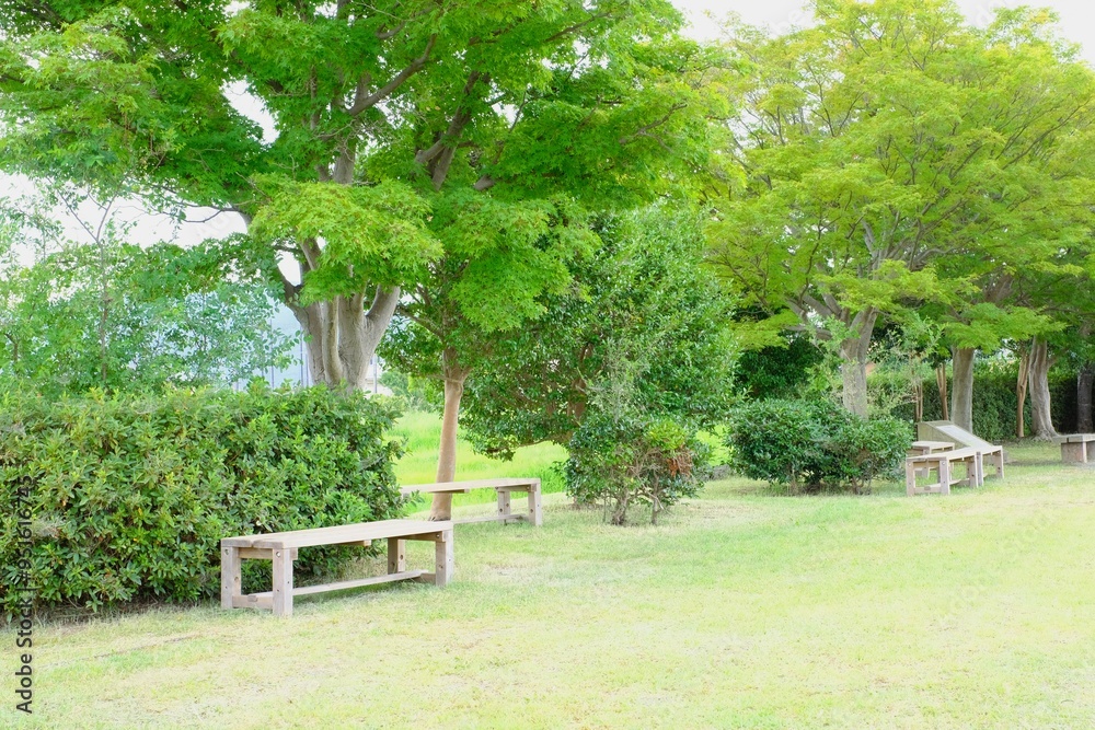 bench on the side of a rice field bench on the side of a rice field