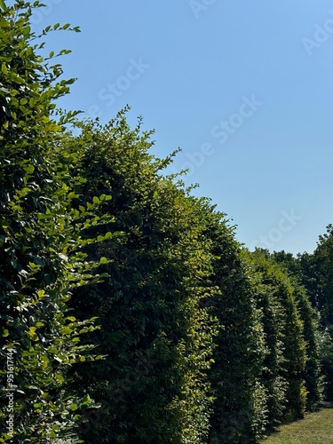 Green foliage of hornbeam trees in the park photo