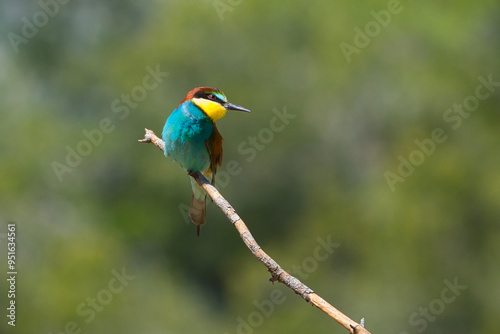 blue bee eater