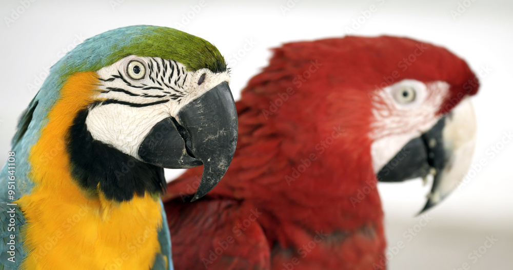 Fototapeta premium Beautiful cute colorful macaw parrot looking at camera, close up shot.