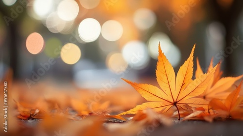 Orange maple leaves on the ground with a bokeh effect defocused background