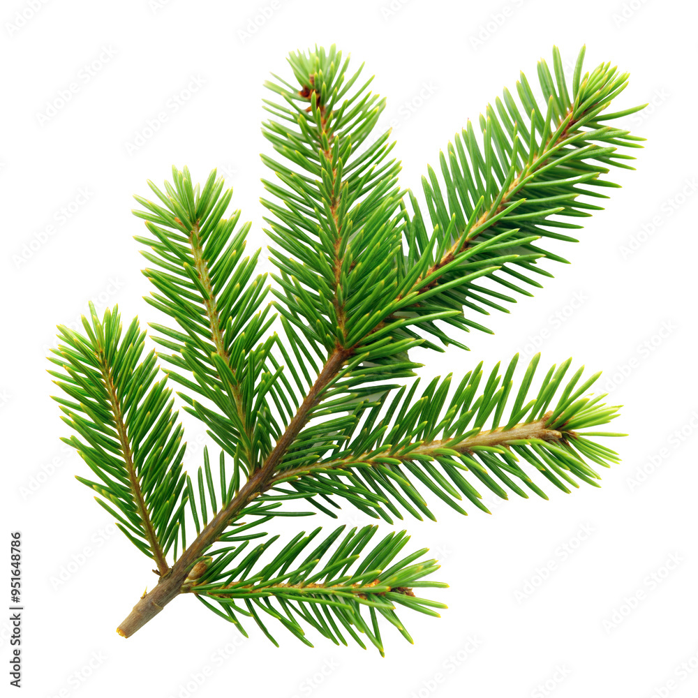 Green Christmas pine twig cut out. Isolated on Transparent background. Copy space. Green Christmas pine twig cut out. Isolated on Transparent background. Copy space.