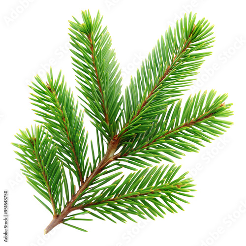 Green Christmas pine twig cut out. Isolated on Transparent background. Copy space.