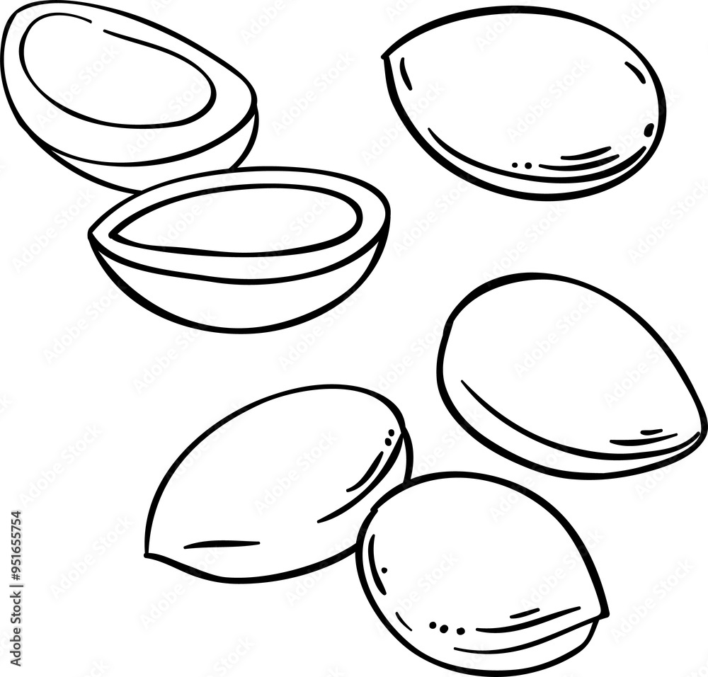 Argan Nuts Outline Illustration. Argan Nuts Outline Illustration.