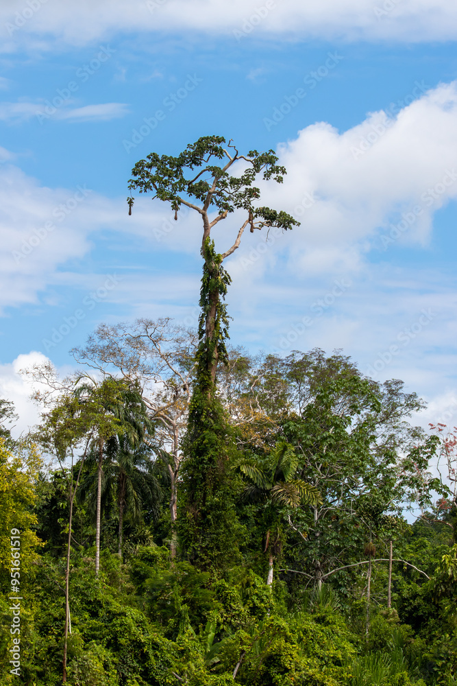 Fototapeta premium Amazon rainforest tree - Republic of Ecuador