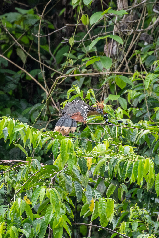 Bird of the Amazon rainforest - Hoatzin - Opisthocomus hoazin Bird of the Amazon rainforest - Hoatzin - Opisthocomus hoazin