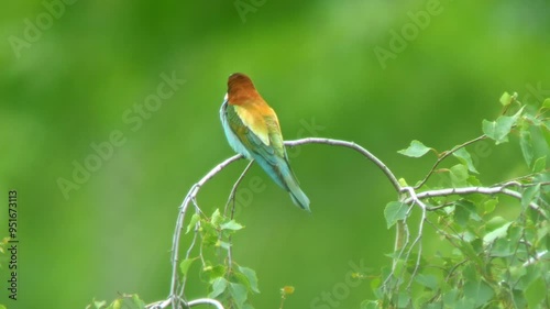 one Bee-eater (Merops apiaster) sits on a branch and chirps while foraging on a sunny summer morning in Magdeburg, Saxony-Anhalt, Germany, Europe photo