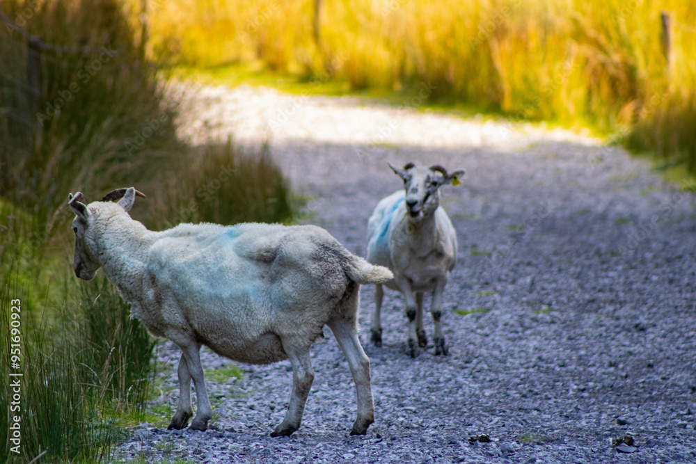 Φωτογραφία Serene Scene with Sheep on the trail to Slieve Anerin, County Leitrim, Ireland