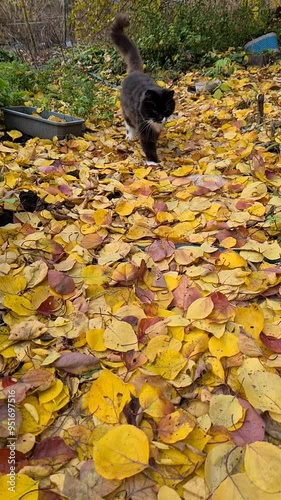 Cat Strolling Through Autumn's Golden Leaves: A Whimsical Outdoor Adventure