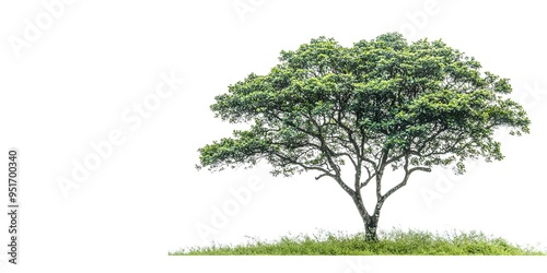 Fototapeta Naklejka Na Ścianę i Meble -  Isolated Pau Brasil Tree on a white background 