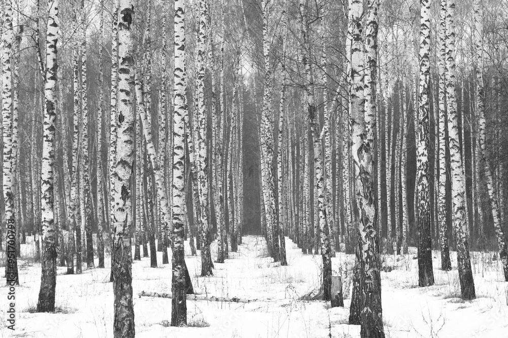 black-and-white photo with white birches black-and-white photo with white birches