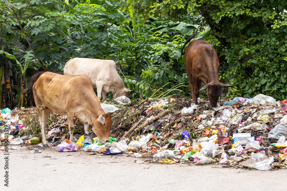 custom made wallpaper toronto digitalCows eating garbage on the streets, environment pollution in Bangladesh. Human impacts on animal and environment.