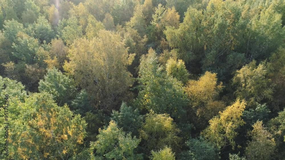 Aerial orbiting flying over sunny autumn forest Aerial orbiting flying over sunny autumn forest