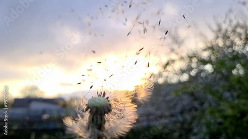 Dandelion Seeds Scattering in the Golden Sunset: A Serene Moment in Nature
 photo