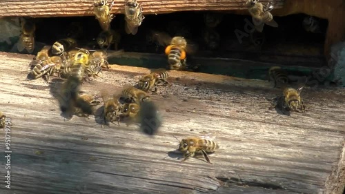 Busy Bee: Bringing Honey to the Hive photo