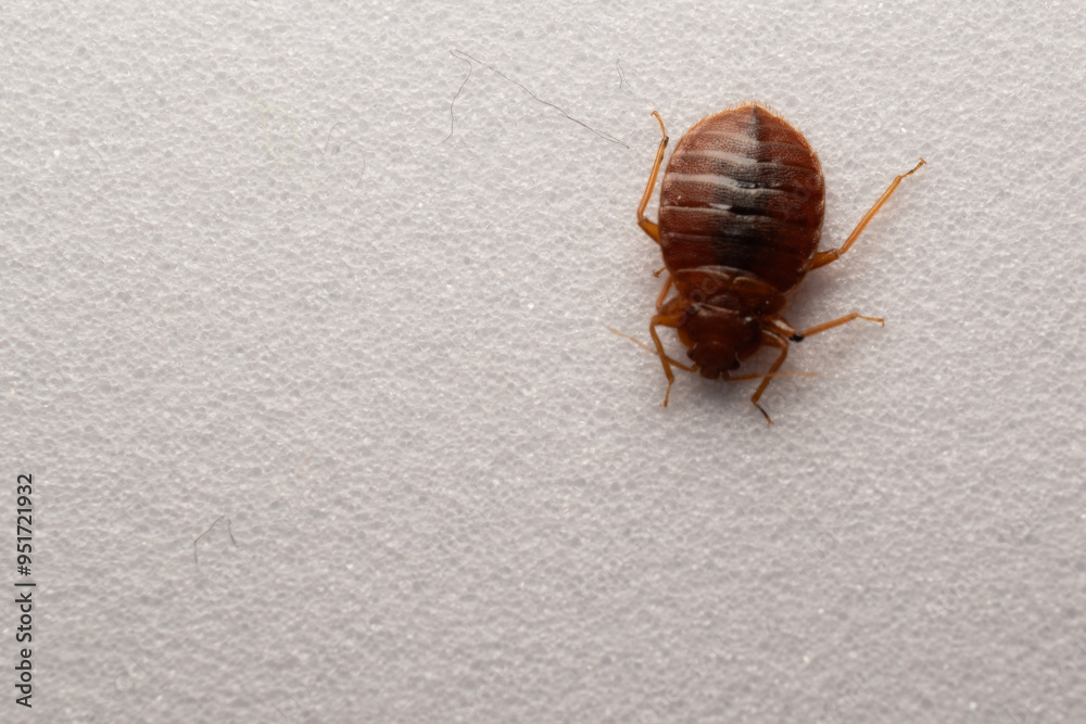 Obraz premium bedbug