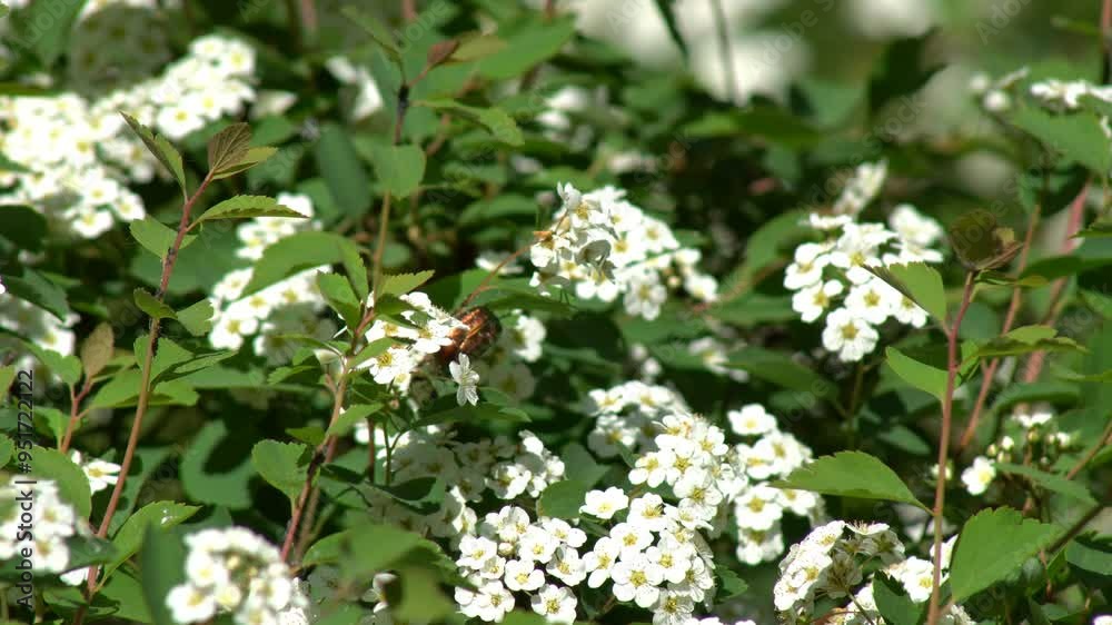 Plant White Flowers - beautiful jasmin flowers in bloom. Plant White Flowers - beautiful jasmin flowers in bloom.