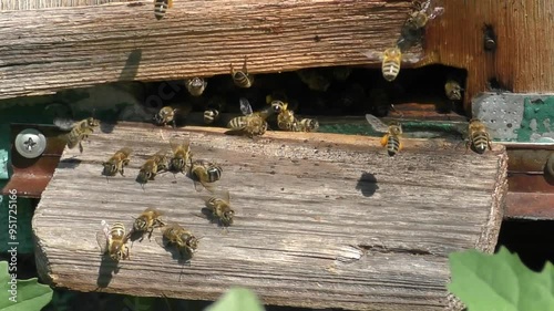 Busy Bee: Bringing Honey to the Hive photo