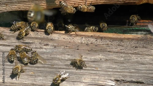 Busy Bee: Bringing Honey to the Hive photo