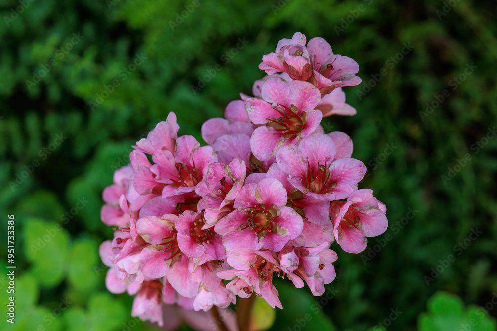 Fototapeta premium Blühender Garten im Münsterland