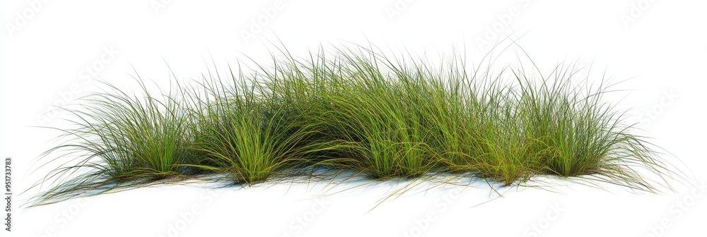 A 3D illustration of nature's tall meadow grass cut out of transparent backgrounds A 3D illustration of nature's tall meadow grass cut out of transparent backgrounds