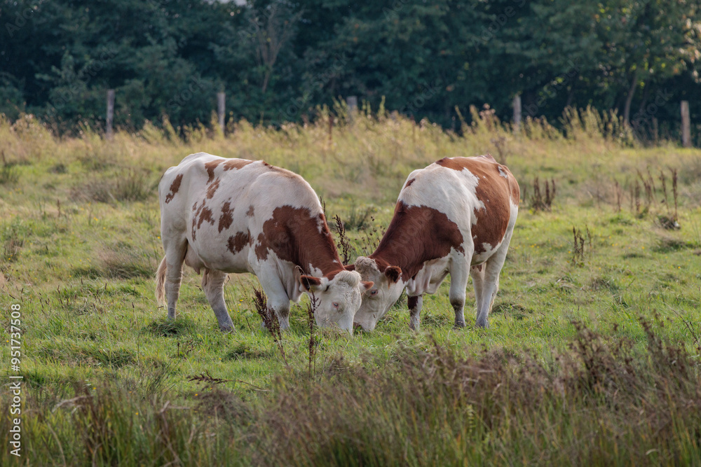 Kühe im Münsterland Kühe im Münsterland