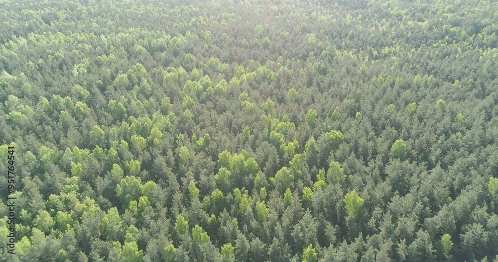 Obraz premium Aerial forward flight over mixed forest on a sunny summer day
