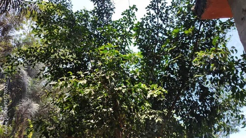 Ficus benjamina tree leaves during the day photo