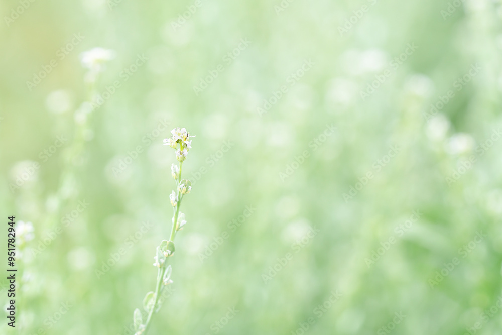 Small blooming meadow wild flowers with green natural blur background horizontal macro Small blooming meadow wild flowers with green natural blur background horizontal macro