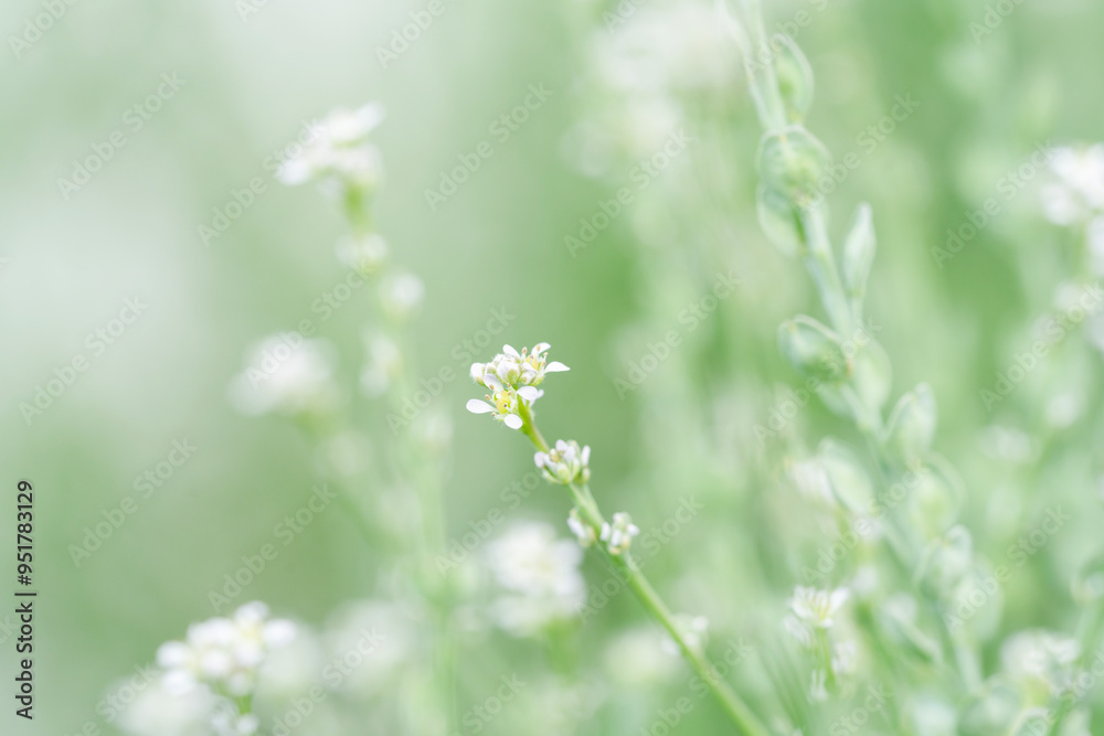 Small blooming meadow wild flowers with green natural background horizontal macro Small blooming meadow wild flowers with green natural background horizontal macro