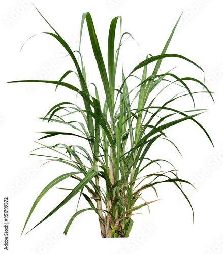 PNG transparent sugar cane plant manual dicut for drag and drop to main project
