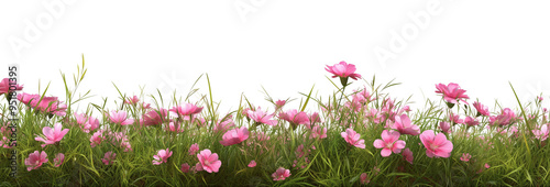 pink spring flowers
