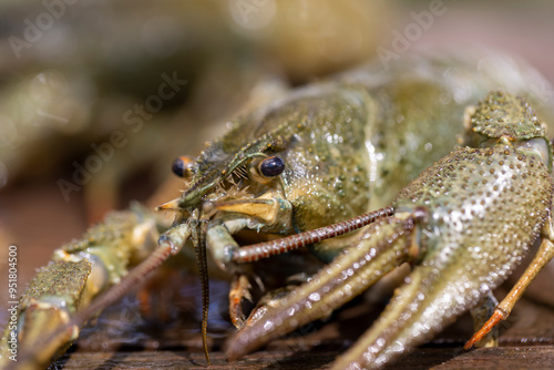 live river crayfish on a wooden table at a picnic photo