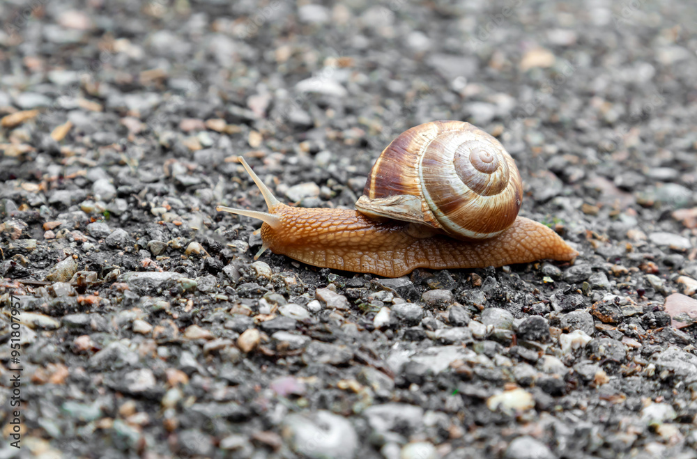 A large common garden snail crawls along an asphalt path. Blurred mottled gray background. Selective focus. copy space. A large common garden snail crawls along an asphalt path. Blurred mottled gray background. Selective focus. copy space.