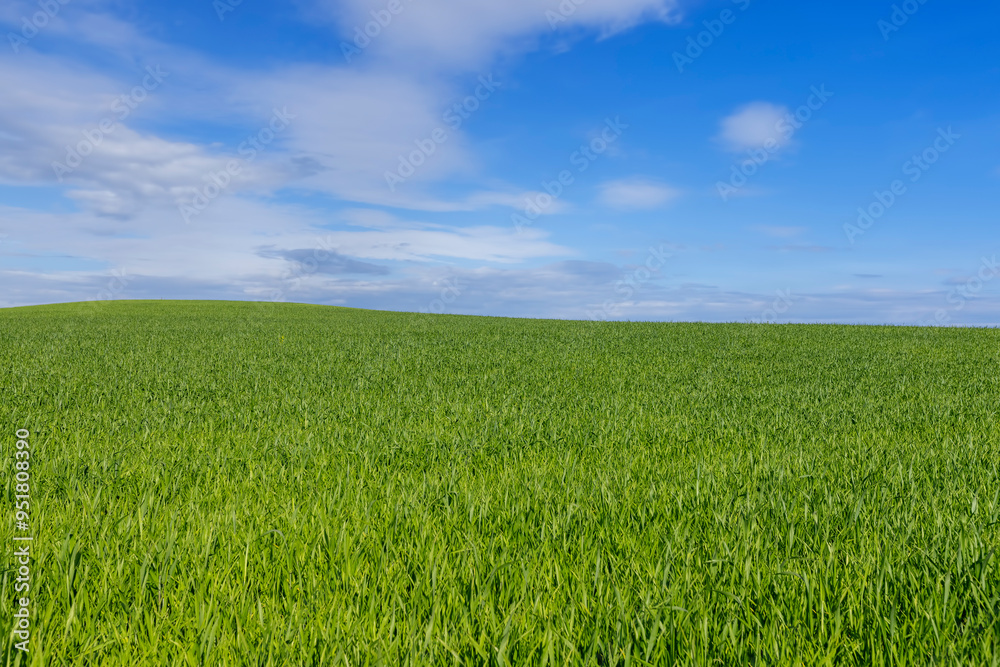 beautiful green wheat sprouts in sunny weather beautiful green wheat sprouts in sunny weather