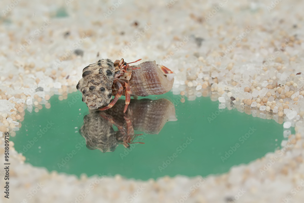 Obraz premium Reflection of the beauty of two hermit crabs. This animal whose habitat is on the edge of a sandy beach has the scientific name Paguroidea sp.