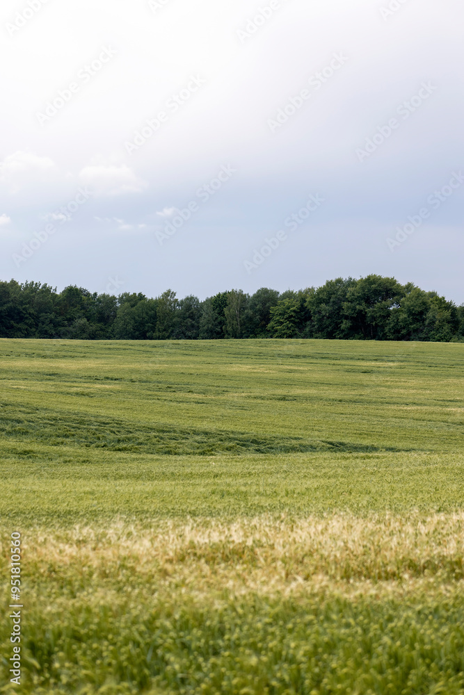 wheat field after a thunderstorm and rain wheat field after a thunderstorm and rain
