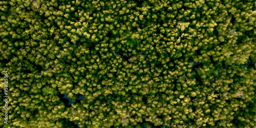green texture with aerial view green forest on sea