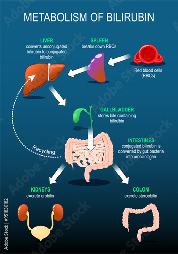 Metabolism of bilirubin.