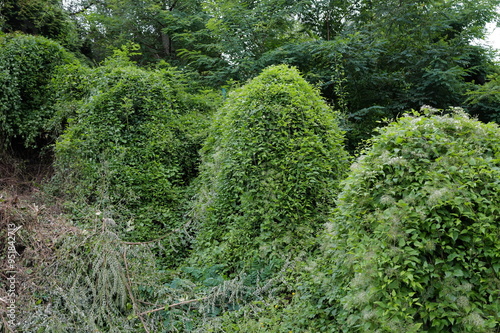 Wild plants in the countryside