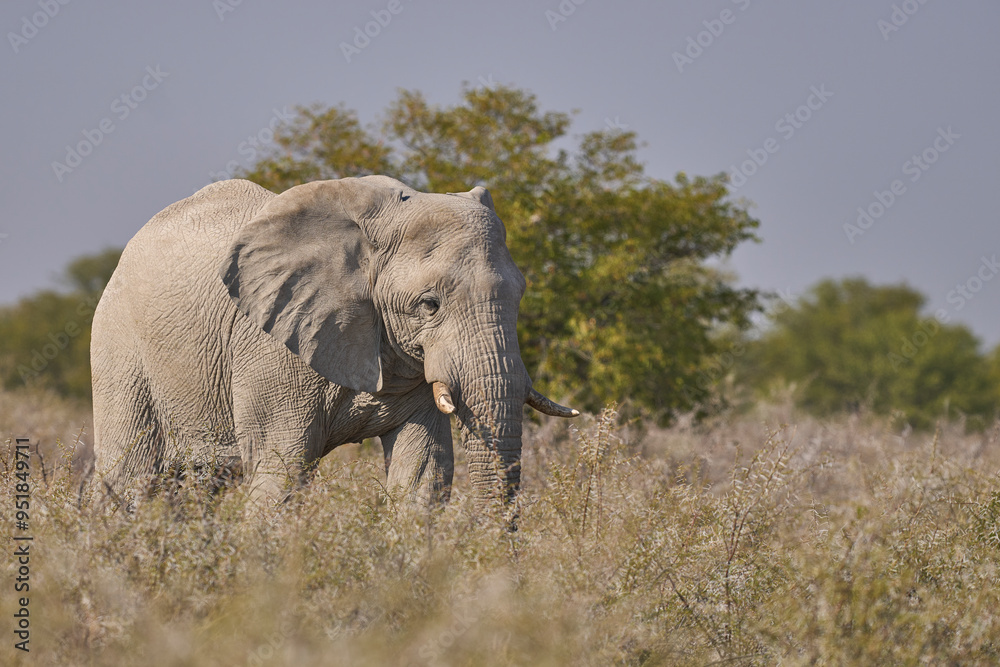 Obraz premium Large bull African elephant (Loxodonta africana) grazing on a plain in Etosha National Park in Namibia