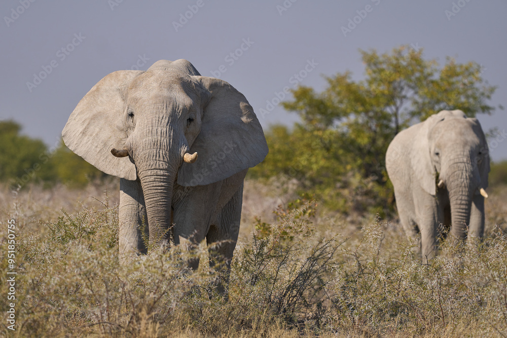 Fototapeta premium Large bull African elephant (Loxodonta africana) grazing on a plain in Etosha National Park in Namibia
