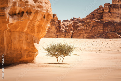 Einsamer Busch oder Baum neben einem großen Fels im Wüstenland AlUla Medina Saudi-Arabien 