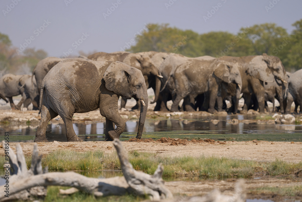 Obraz premium Herd of african elephant (Loxodonta africana) drinking at a waterhole in Etosha National Park in Namibia.