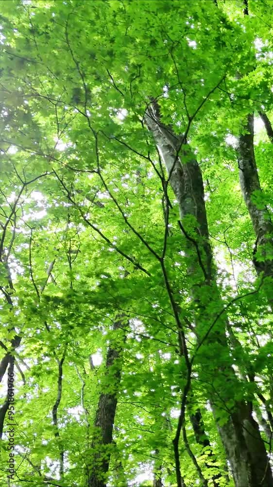 さわやかな森林　木漏れ日　グリーンイメージ　移動撮影　環境　自然　風景	縦　縦型　縦向き動画　SNS 　サイネージ