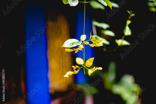 flower among orchids that are extremely popular with Belamcanda chinensis players. Belamcanda chinensis is a pretty eye-catching shape from the leaves to the flowers. Belamcanda chinensis photo