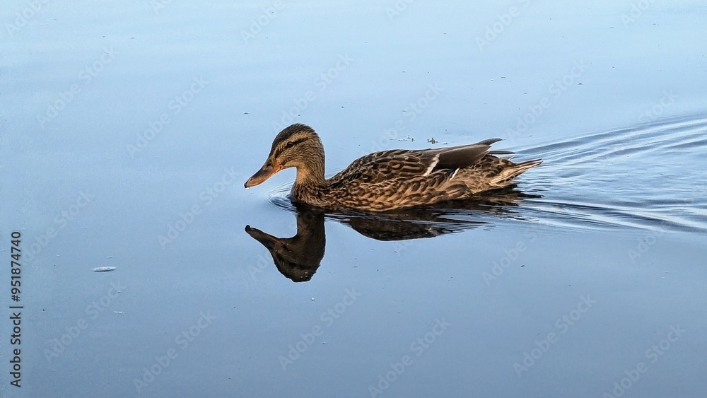 Cute ducks swimming in Corrib river, water birds, animals and wildlife at Galway , Ireland
