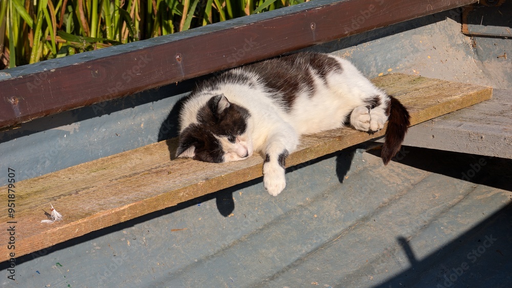 Portrait of cute three coloured cat sleeping on the bed, pets, animals and wildlife